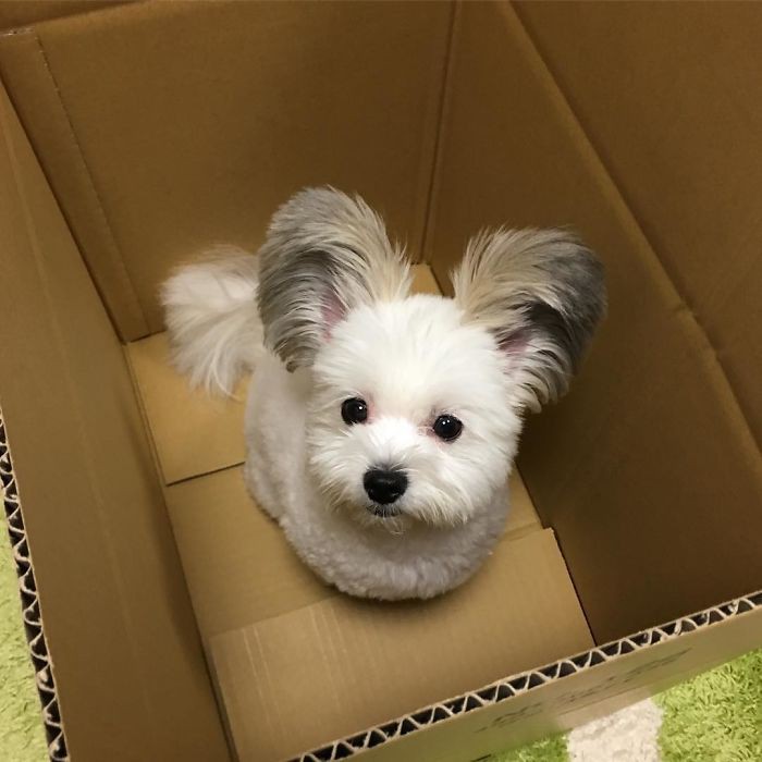 Chú chó có đôi tai tròn xoe như của chuột Mickey gây bão